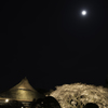 Sakura Tree & The Moon