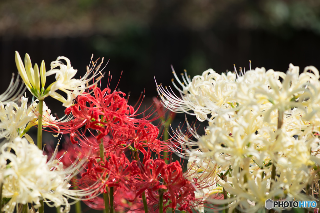 Red&White