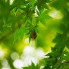 夏の風物詩