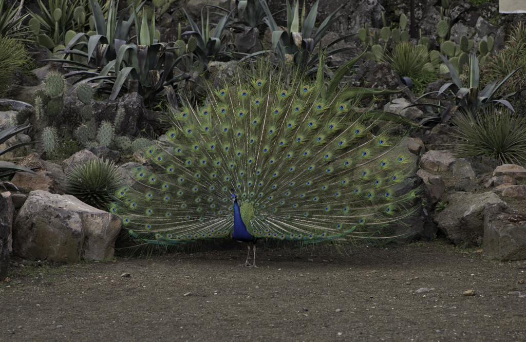 Peacock