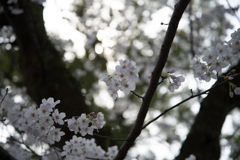 春の木漏れ日