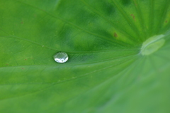 A drop