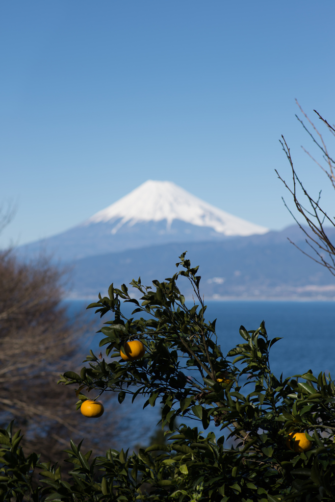 富士とみかん