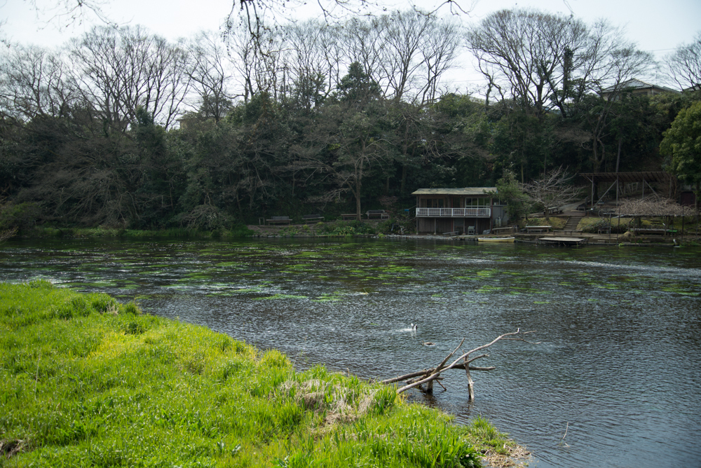 柿田川