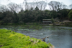 柿田川