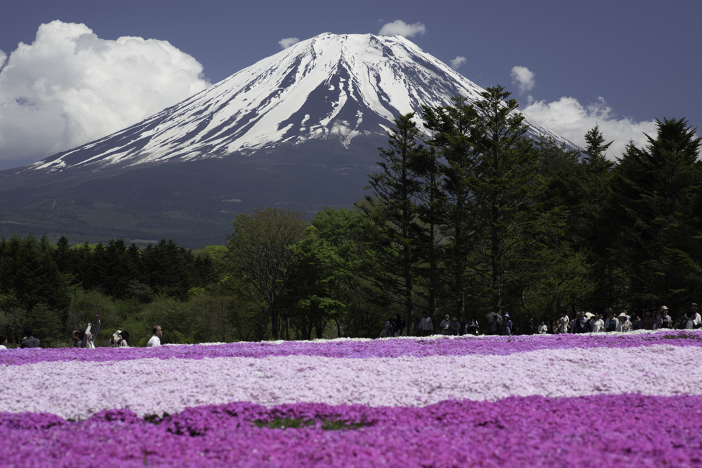 富士山とシバザクラ