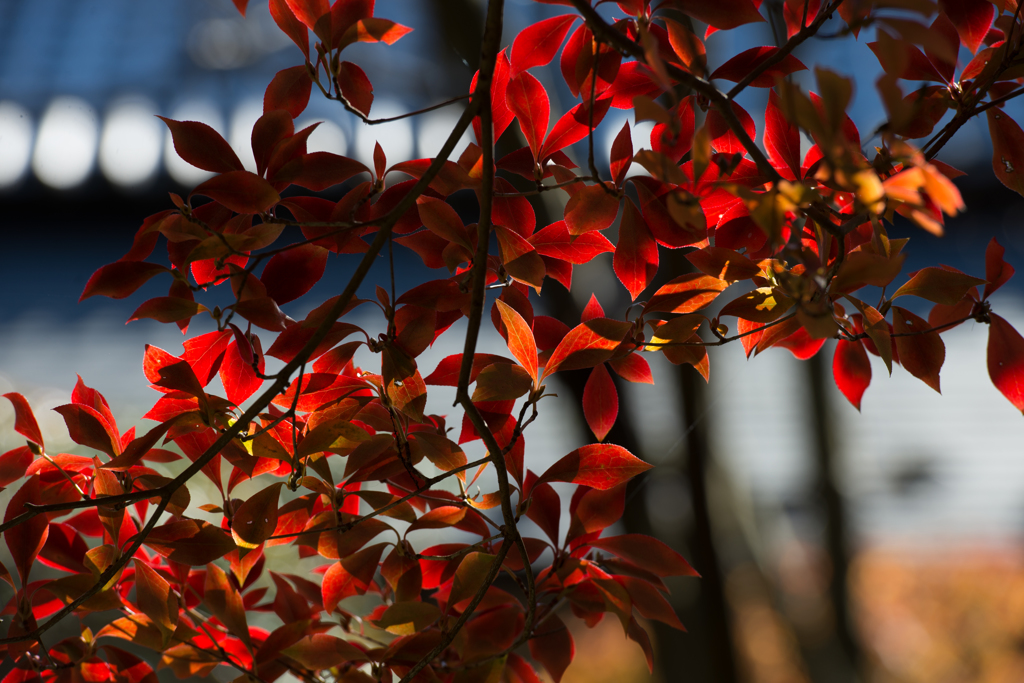 紅葉