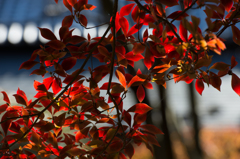 紅葉