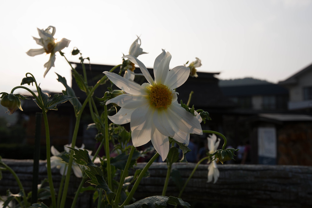 白く