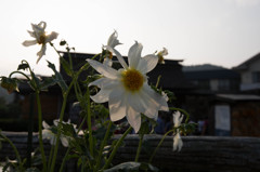 白く