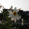 白く