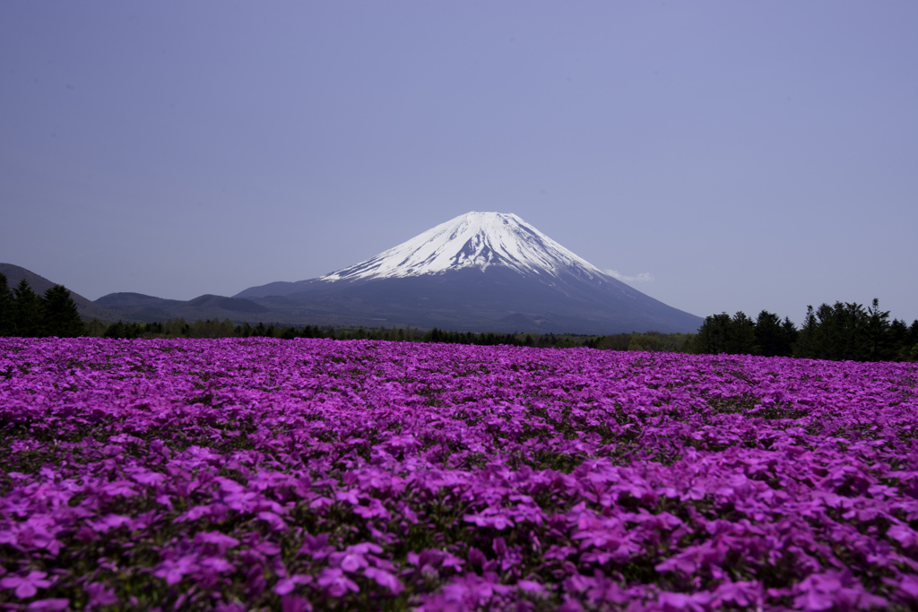 富士山と芝桜