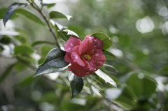 Camellia japonica