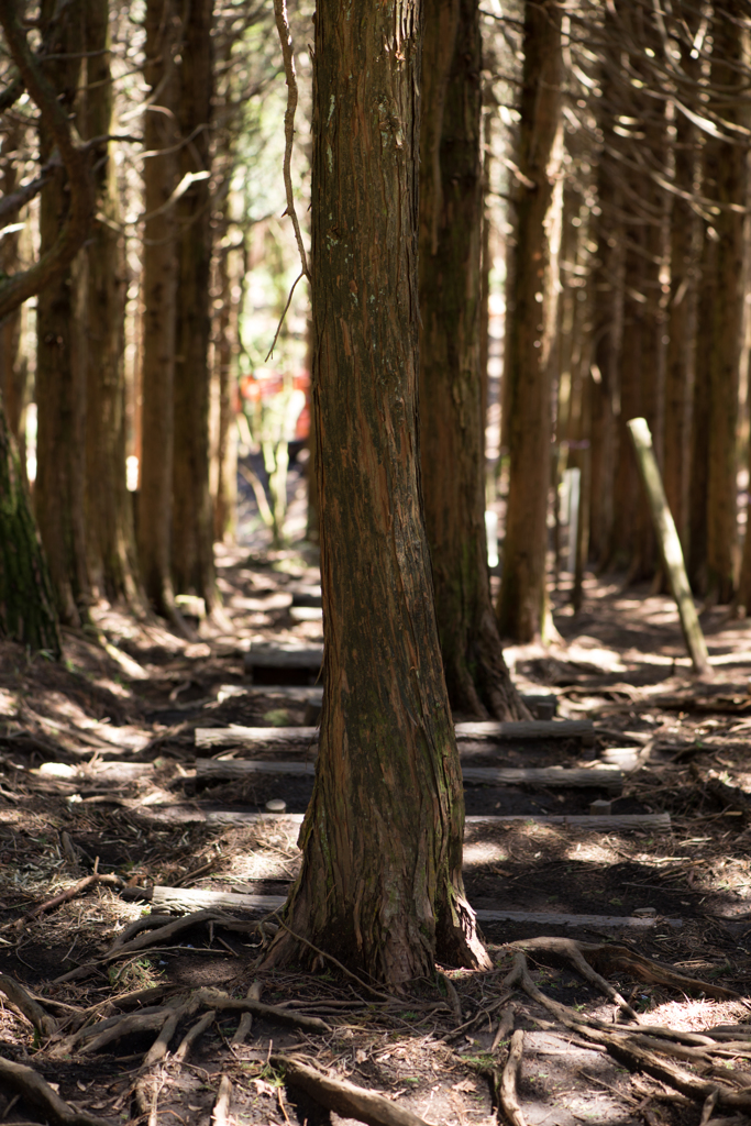 登山道