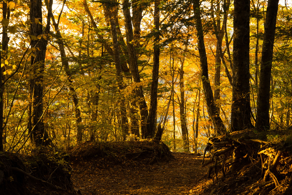 Path