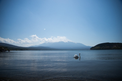 白鳥と富士山