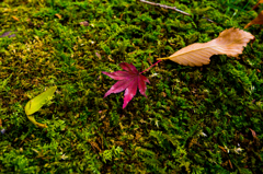 Autumn