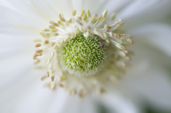 green in the middle