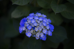 紫陽花