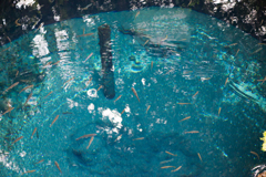 柿田川湧水