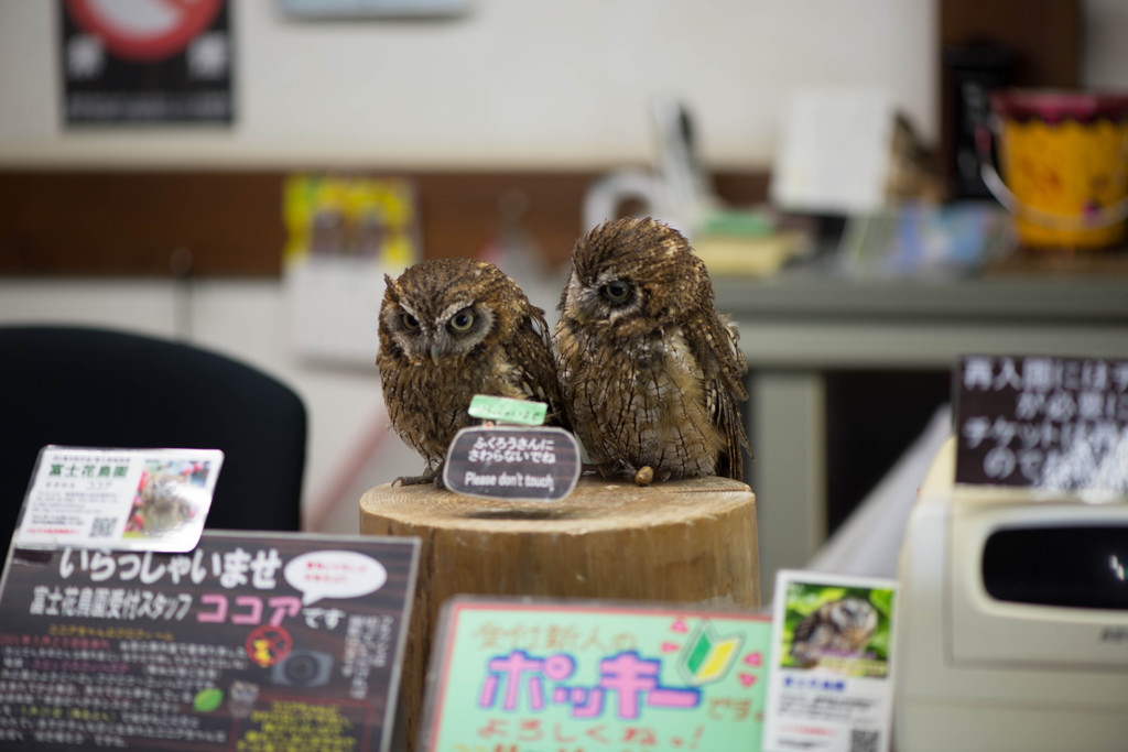 ちびっこ達