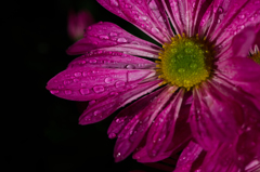 菊