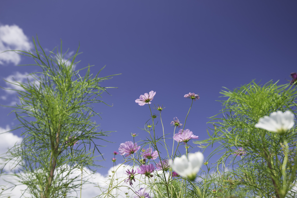 秋桜