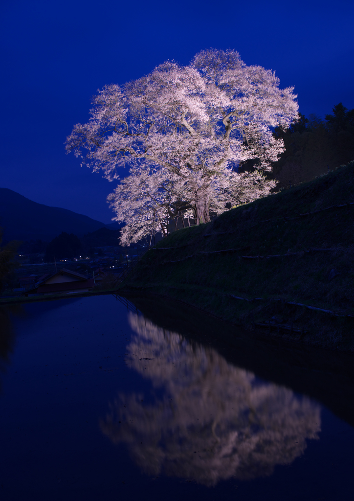 要害桜　４）