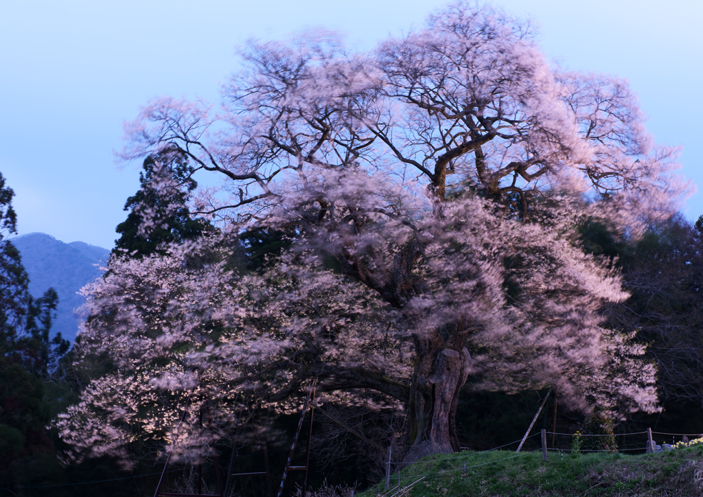 小奴可の要害桜　２）
