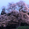 小奴可の要害桜　２）