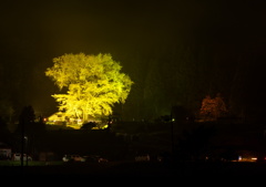 闇に浮かぶ大銀杏