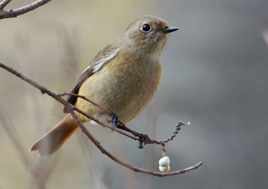 鳥撮り初心者　２）