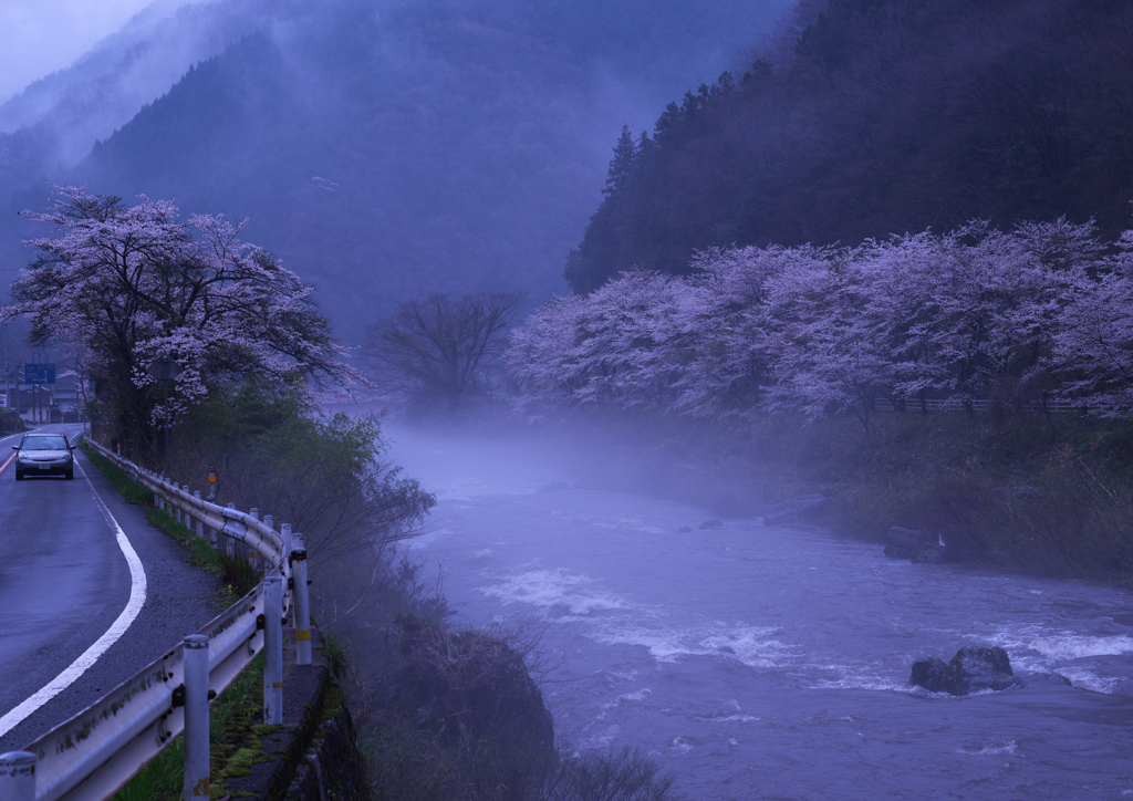川霧の桜　２）