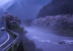 川霧の桜　２）