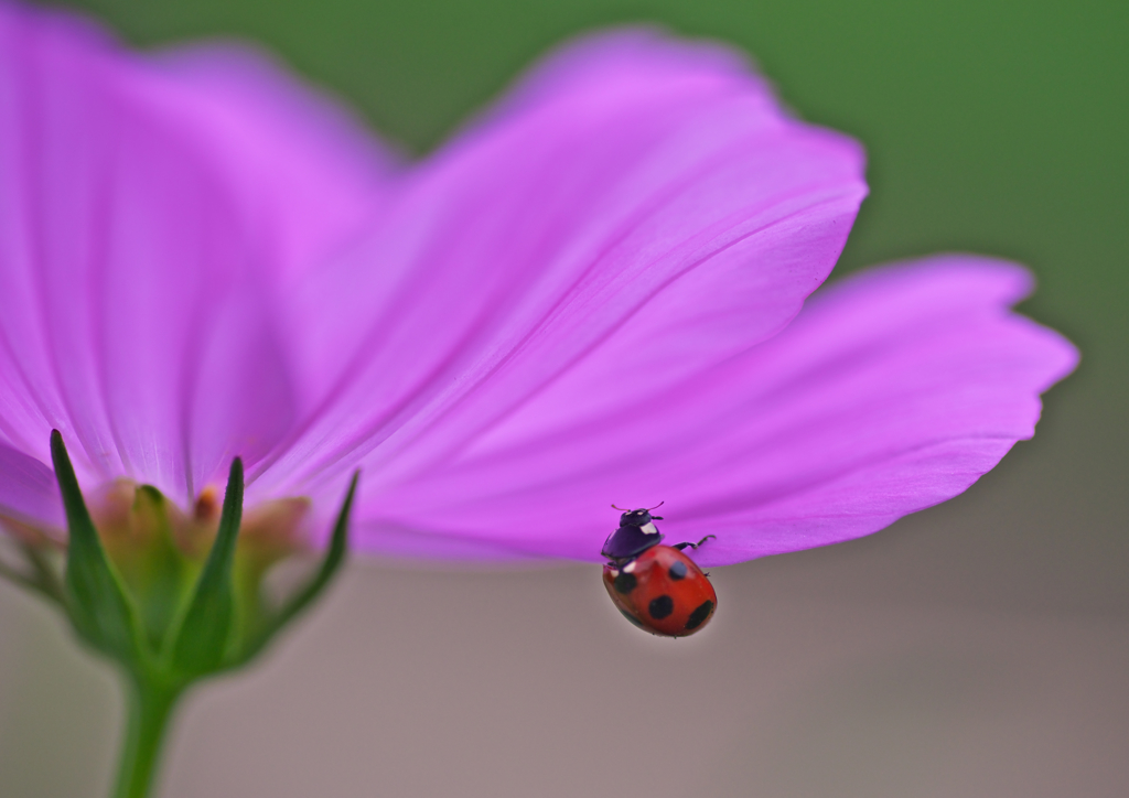おら～この花が好きだ　　（あまちゃん風に）