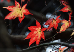 名残紅葉