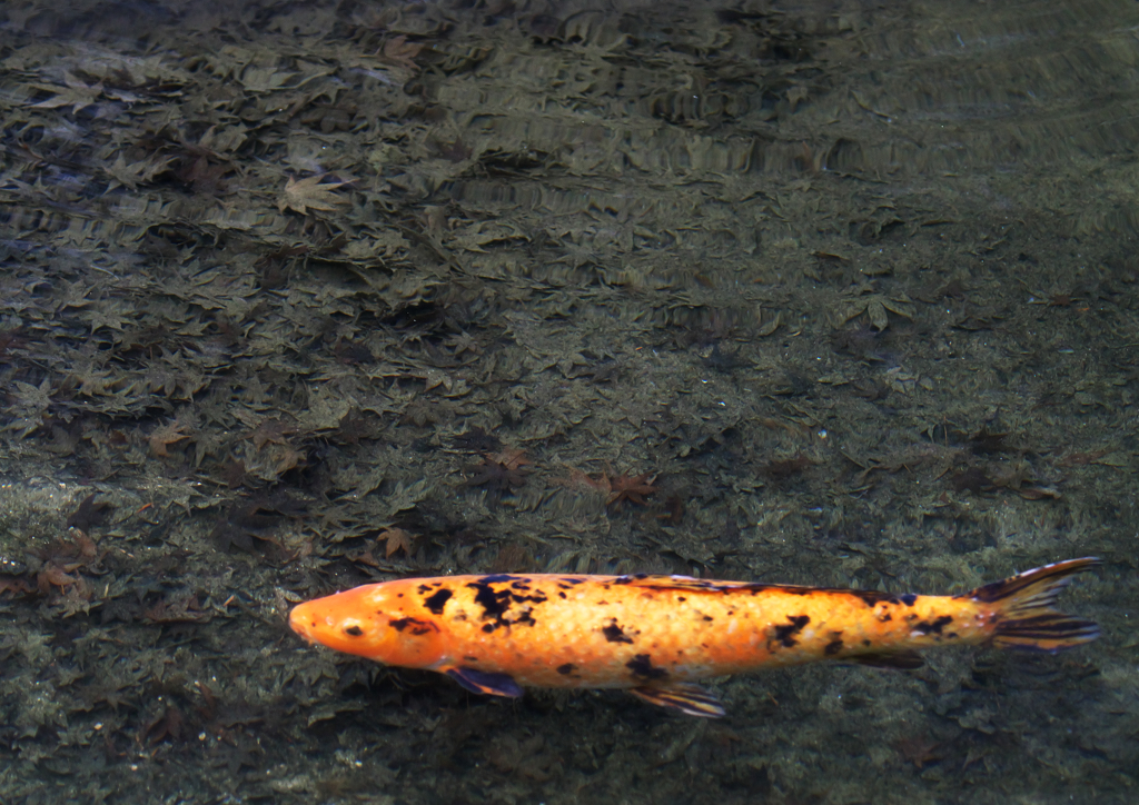 はなのいろはうつりけりな