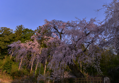 名桜　一日の始まり