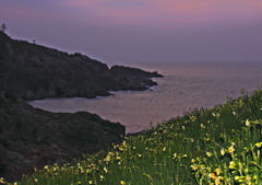 水仙の里かまて7