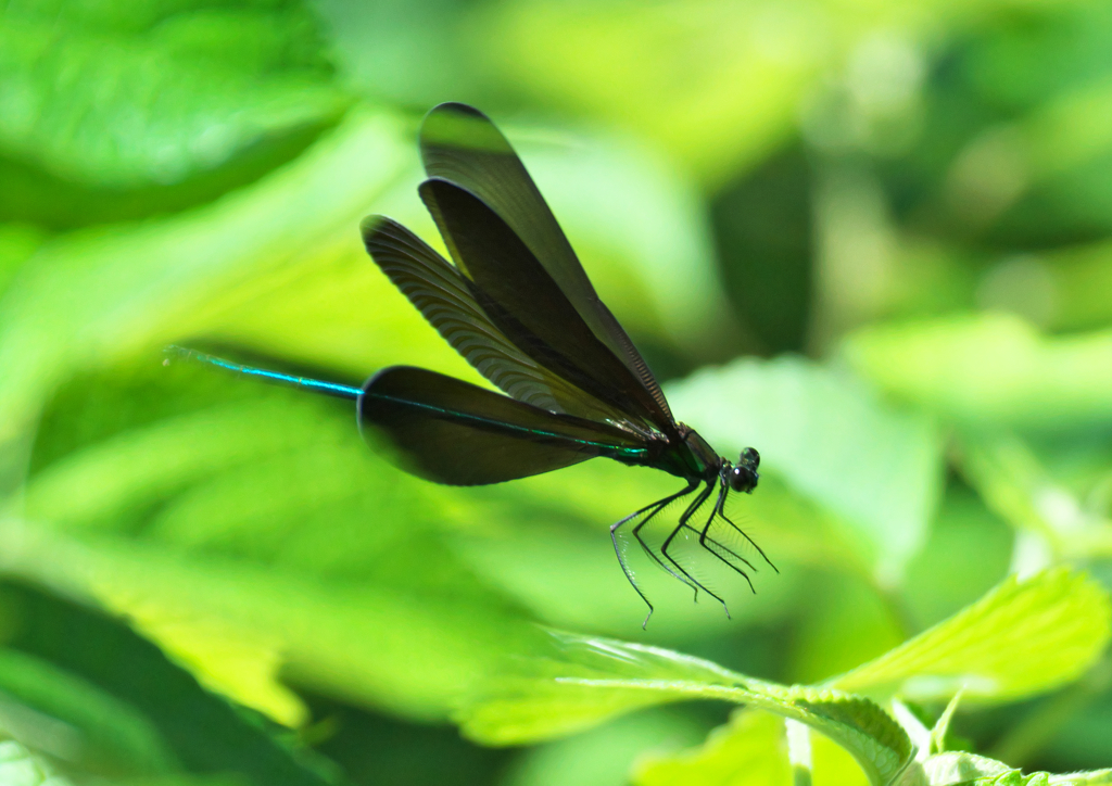 本物の尻切れトンボ