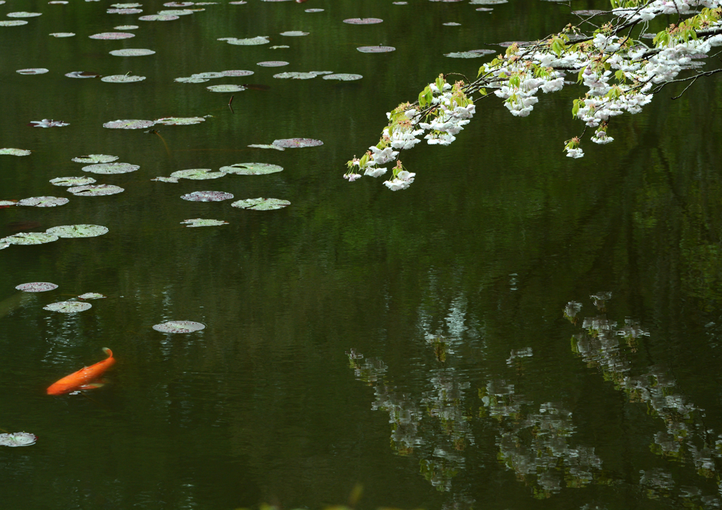 鯉（カープ）独走