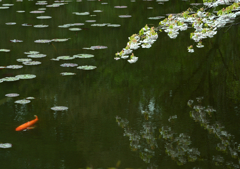 鯉（カープ）独走