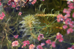 水中花と浮き草