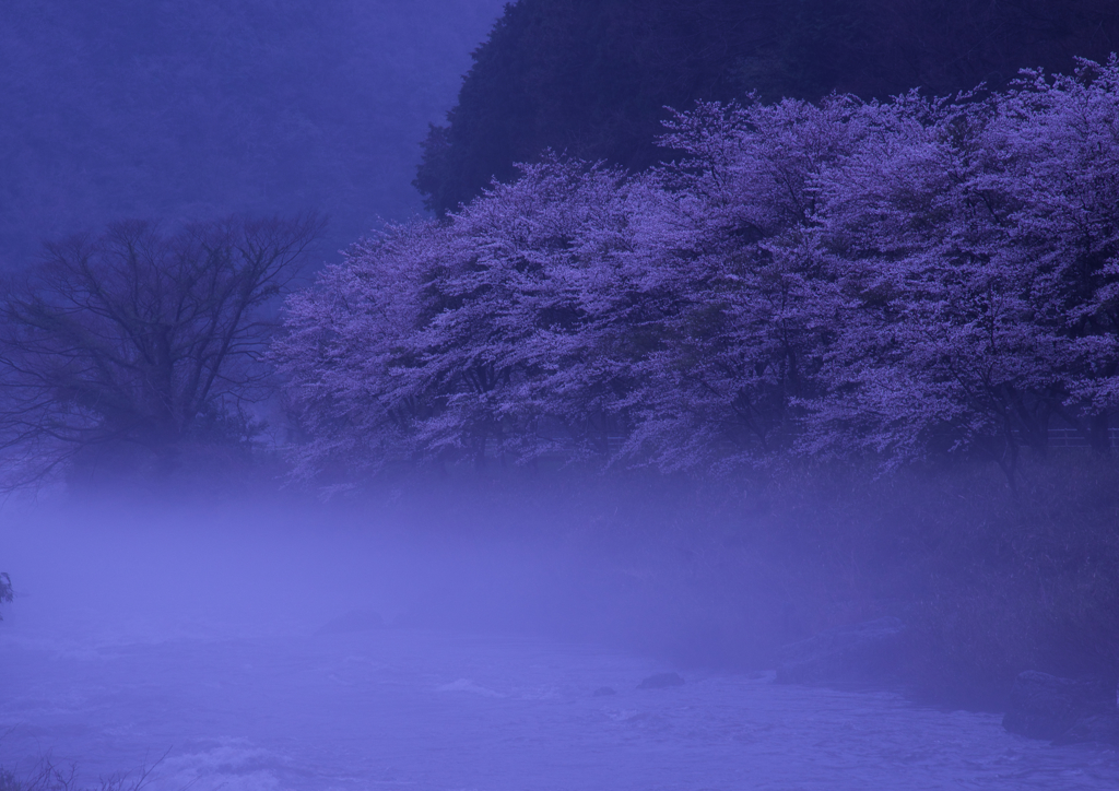 川霧の桜　1）