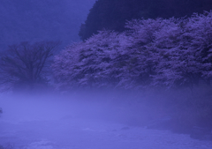川霧の桜　1）