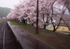桜撮る人