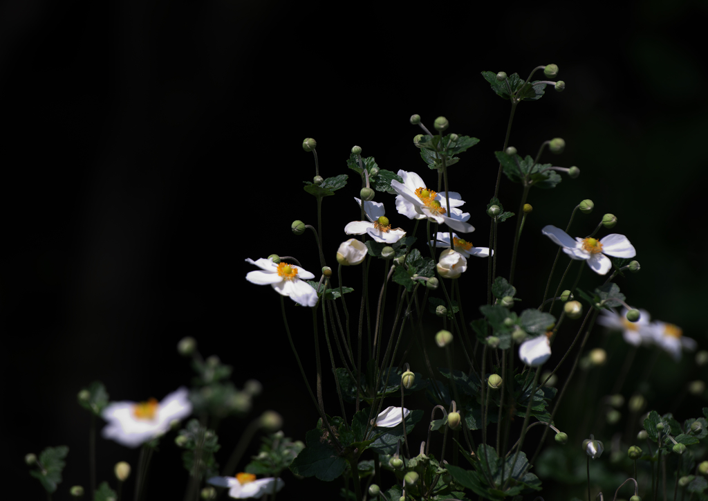 友を偲ぶ秋明菊