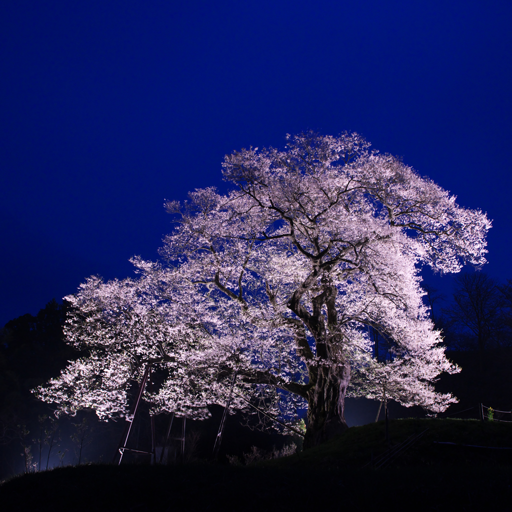 支える　要害桜　５）