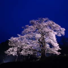 支える　要害桜　５）