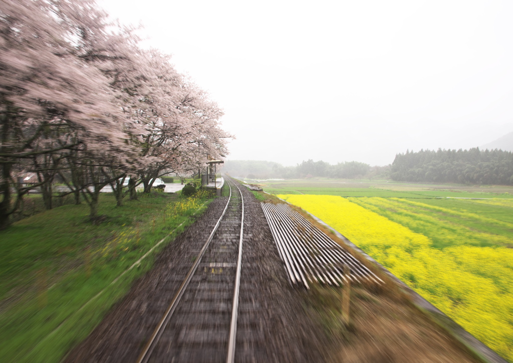 菜鉄桜